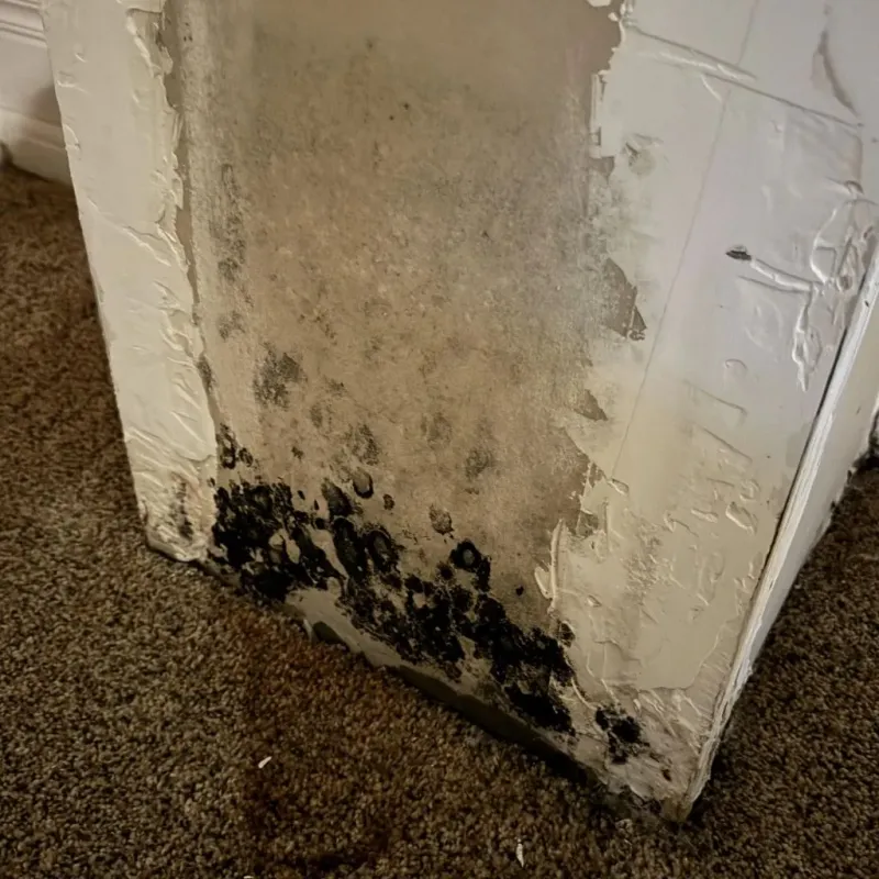 Professional Mold Removal in Washington, GA